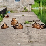 Chernigov ducks