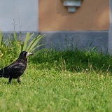 Chernigov crow