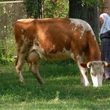 Chernigov cow
