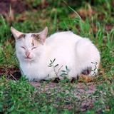 Chernigov cat