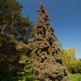 Kiev Botanic Garden