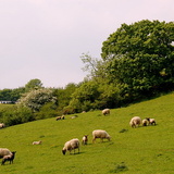 English farm