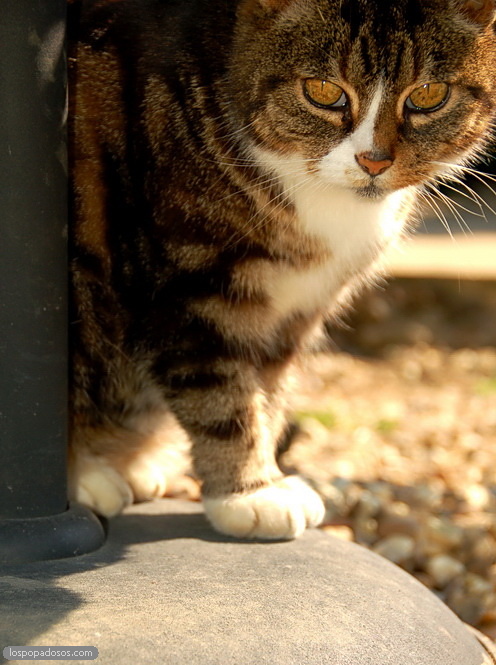 Devon cat
