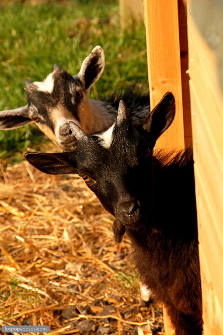 Devon goats