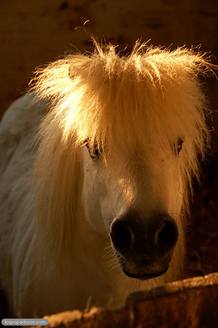 Aylesbury pony