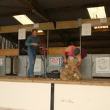 Shearing contest