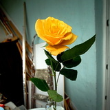Sunny rose