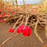 Batur Volcano flora