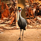 Balinese Zoo