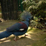 Balinese Zoo