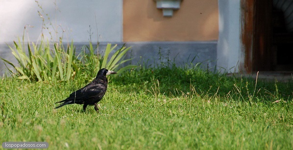 Chernigov crow